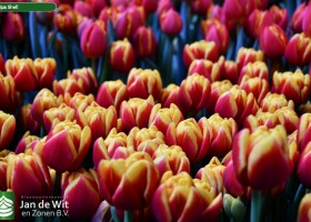 Tulipa Shell ® (2)